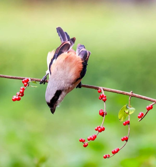 广盛配资 一种充满魅力优雅的鸟——棕背伯劳